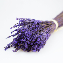 Wholesale Dried Flowers and Lavender for DIY Home Decor