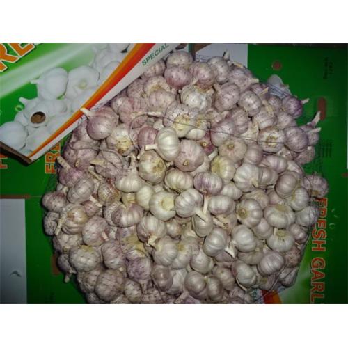 Wholesale Normal White Garlic