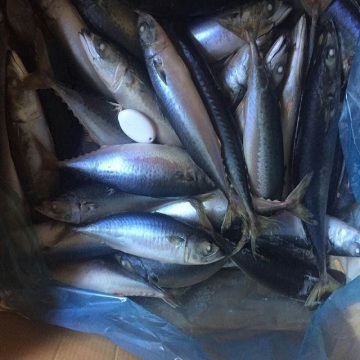 fresh scientific name of pacific mackerel frozen fish