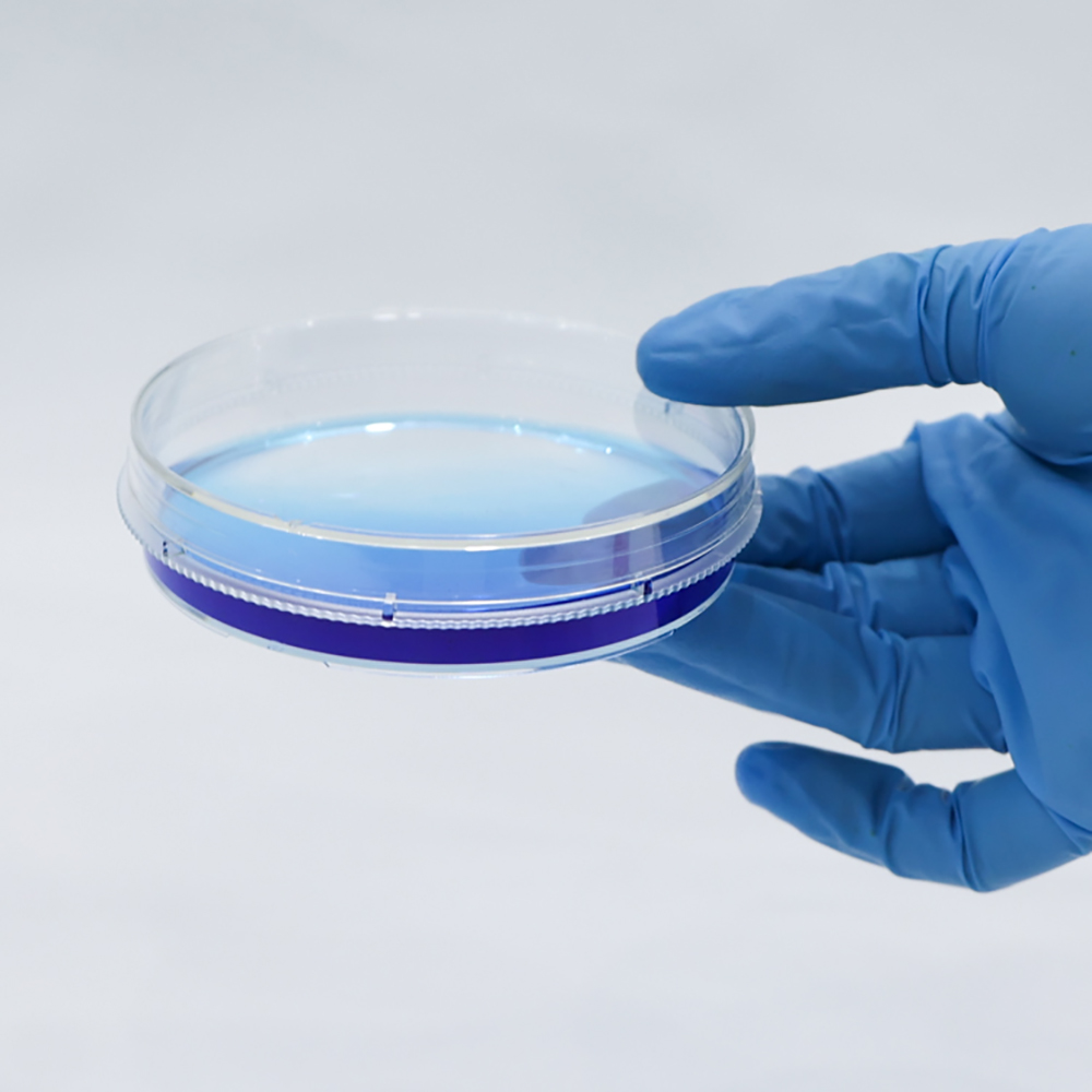 Plastic Petri Dishes For Growing Bacteria