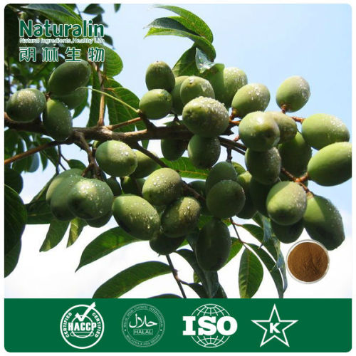 Olive Leaf Extract Oleuropein 10% 98%
