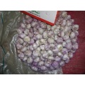 Best Quality Normal White Garlic Crop 2020