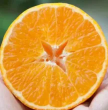 Premium Organic Seedless Mandarin Oranges
