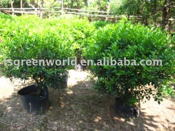 Murraya paniculata big bush