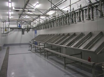 weighing Grading system for poultry processing equipment