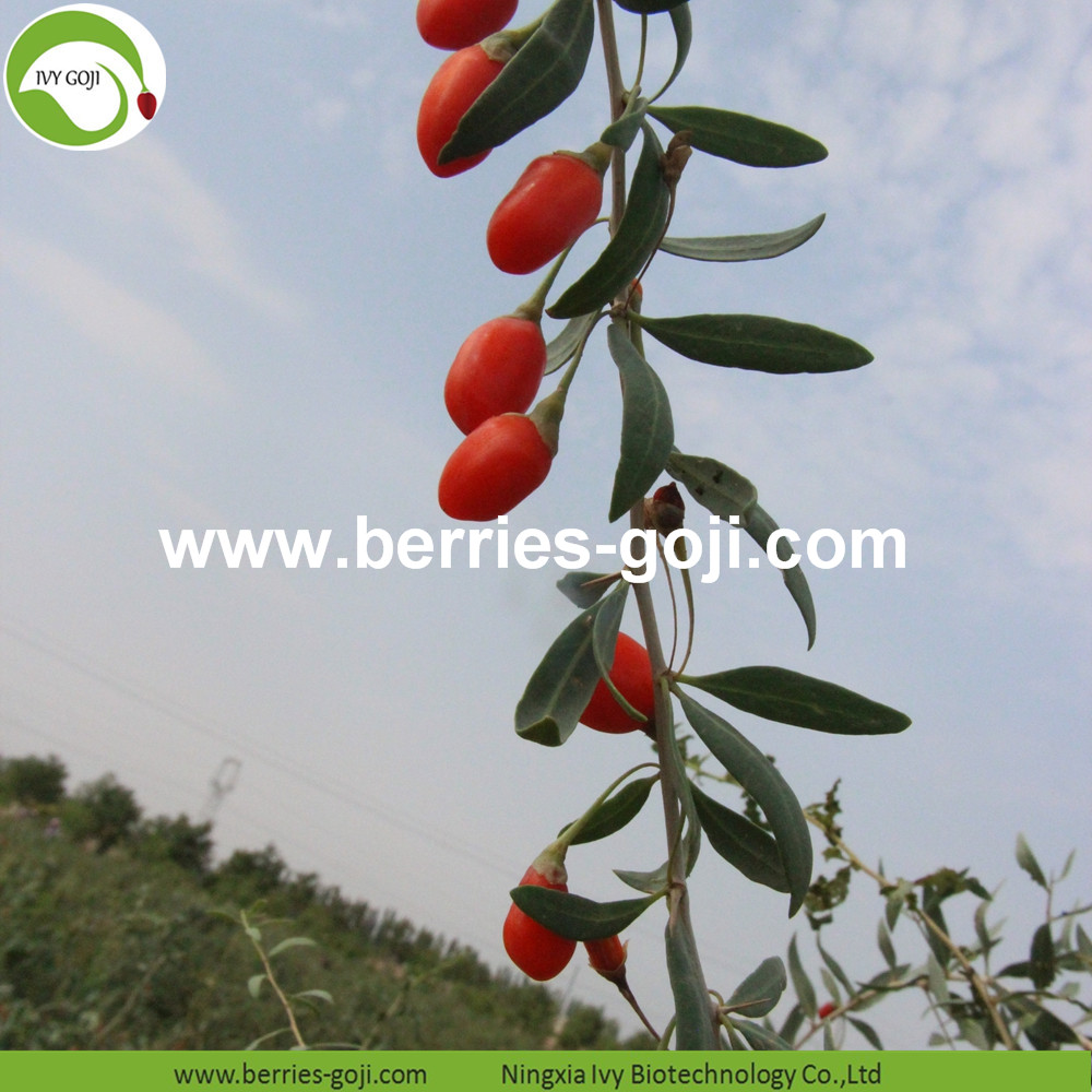 Common Goji Berry