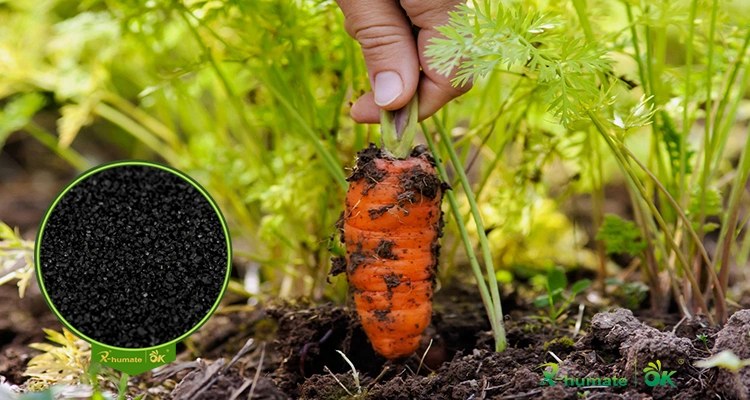 Organic Fertilizer Black Shiny Crystal 85%Min Water Soluble Potassium Humate From Leonardite