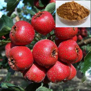 High Quality Hawthorne Powder Extract