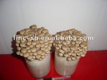 fresh mushroom(brown shimeji)