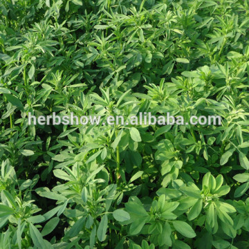 High quality Medicago sativa seeds LADINOU for planting