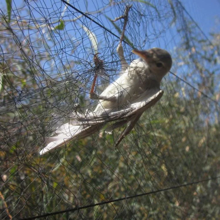 Agricultural PP Bird Net for Protection of Plants