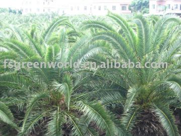 phoenix canariensis tree nursery