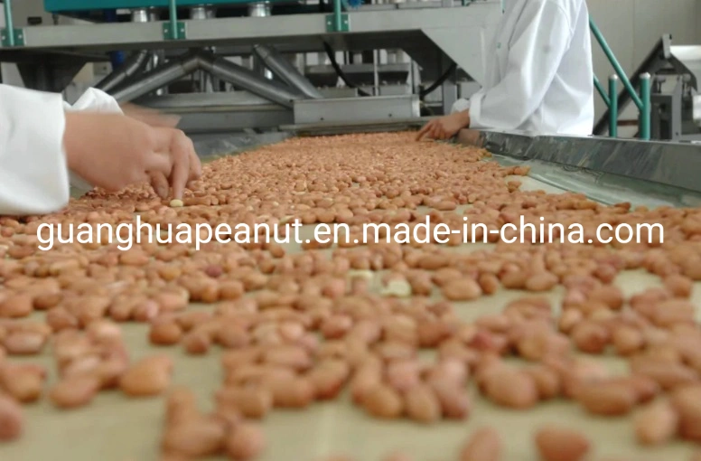 Hot Sale Blanched Peanut Kernels From Shandong China