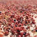 Wholesales Green Red Peppercorns Sichuan Peppertree