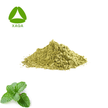 OEM Organic Mint Leaf Extract Powder 10:1