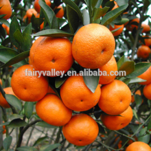 High Quality Jiangxi Nanfeng Sweet Honey Orange Seeds For Sale