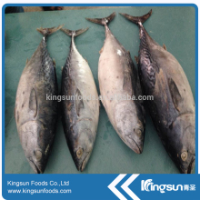 New Coming Fish Frozen Bonito Whole Round