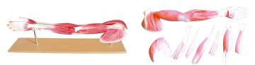 Upper limb muscle anatomy model (8 parts)