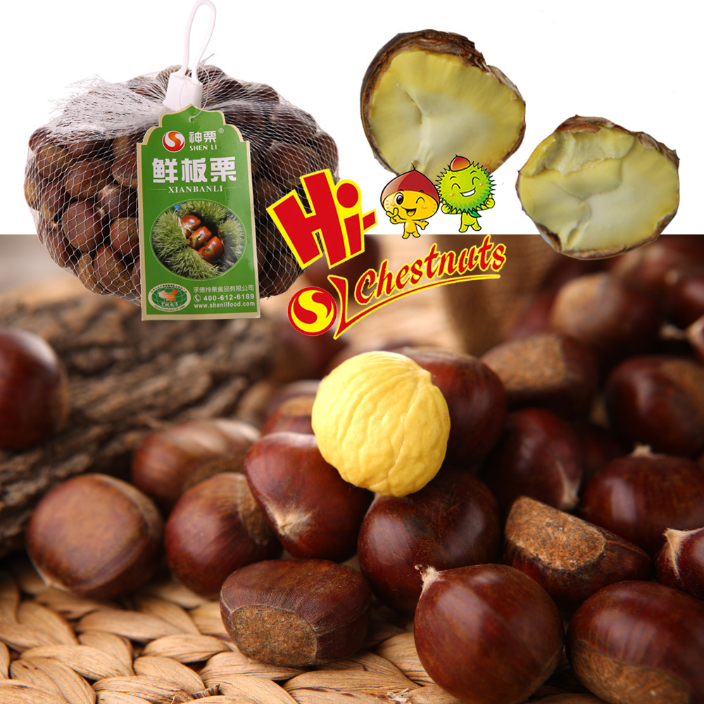 Organic Fresh Chestnuts Castanea Sativa Whole Chestnut for sale