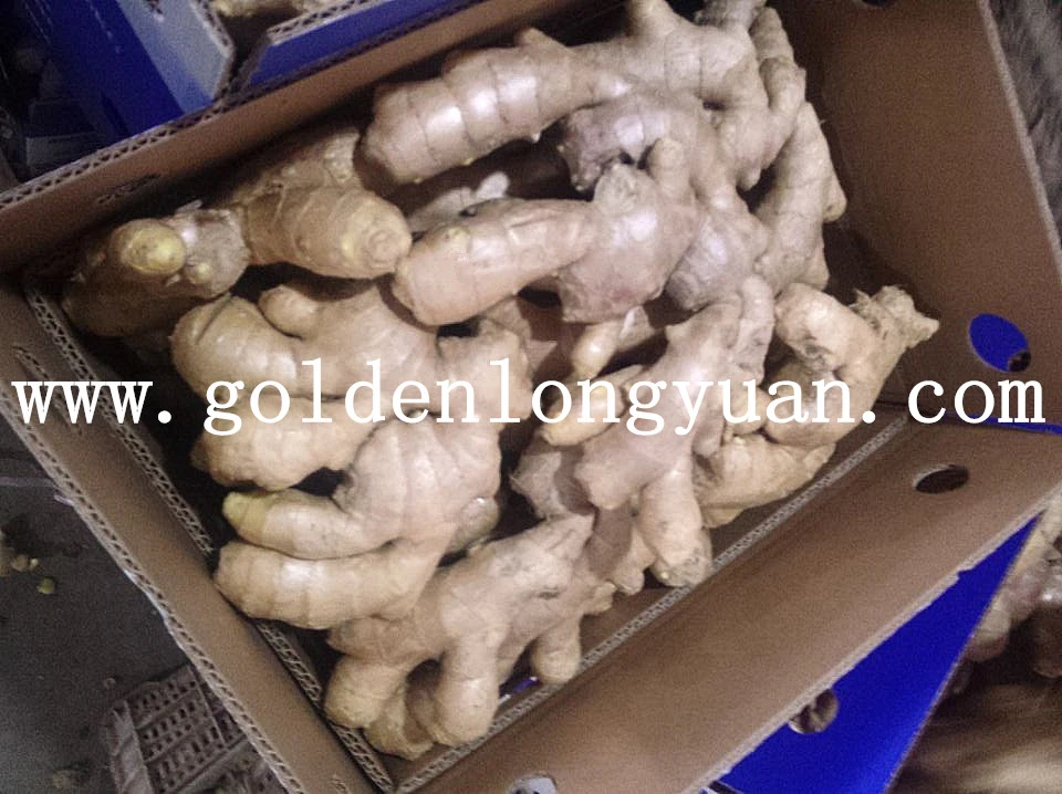 Qualified Fresh Ginger for EU 150g up in PVC Box