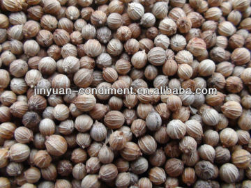 Top Quality Coriander Seeds