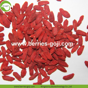 Usine de gros Nutrition naturelle Zhongning Goji