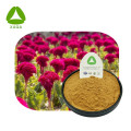 Celosia Etract Powder Celosia Cristata L. Boosts Immunité