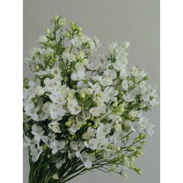 বিয়ের জন্য প্রিমিয়াম ফ্রেশ কাট হোয়াইট লিটল ডেলফিনিয়াম