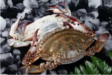 Frozen Swimming Crab Whole Sale