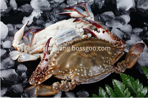 Good Quality Frozen Swimming Crab