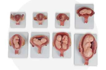 Embryonic Growth Process Model