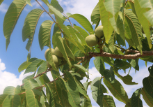Delicious Fresh Walnuts Kernel for Health and Cooking