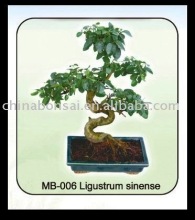 ligustrum sinense