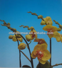 Moth orchids seeding