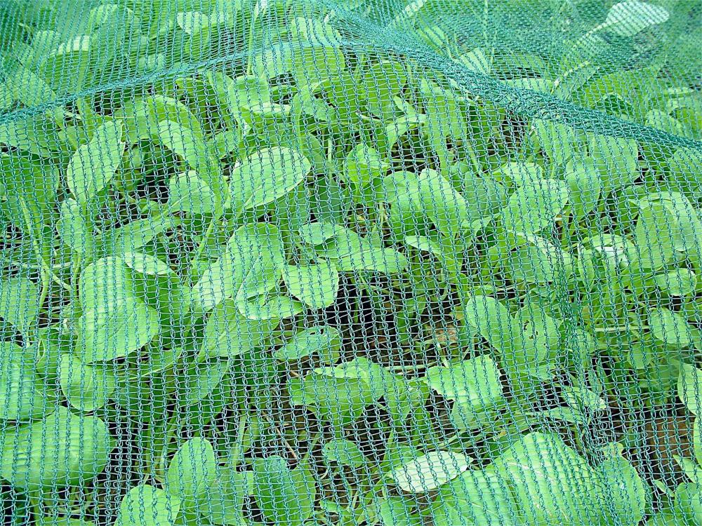 Bloembescherming Agricultural Insect Net