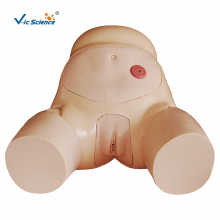 Advanced Female Urethral Catheterization Simulator