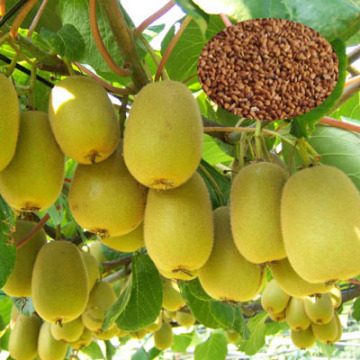 Top Quality High Yield Kiwi Fruit Seeds For Growing