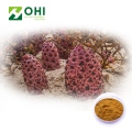 Cistanche Tubulosa Extract Powder