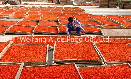 Ningxia Dried Organic Goji Berry High Quality Good Selling Gojiberry