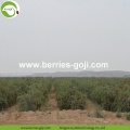 Supply Buy Nutrition Dry Fruit Wolfberries