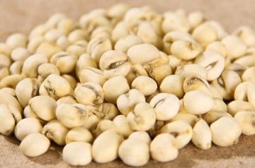 Fritillaria ussuriensis Maxim .