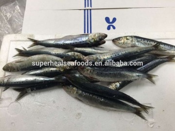 W/R Frozen Sardine Fish Sardinops Sagax