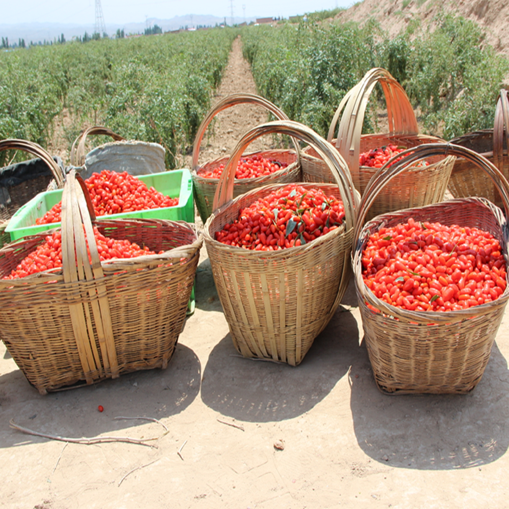 Ningxia Goji