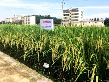 High Quality Indica two-line hybrid rice varieties