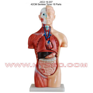 42CM Sexless Torso 18 Parts-J3C2.19.207