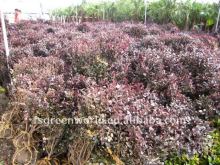 loropetalum Chinensis shrub trees
