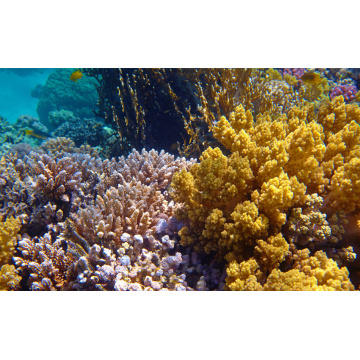 Lámpara de coral de acuario de baja potencia 165wcan será personalizada