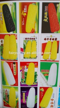 2016 Hybrid corn seeds For Growing-Yu Mi