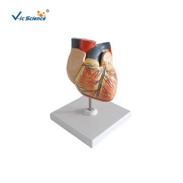 Human Adult Heart Anatomy Model for Medical Demonstration