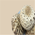 Dried Flower Mushroom Dry Bulk Organic Dried Mushrooms